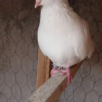 سفید نرماده