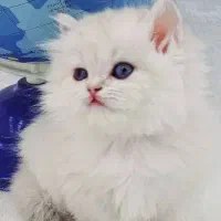 کلبه واگذاری گربه های اشرافی