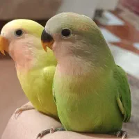 کوتوله برزیلی