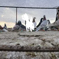 کفتر پرشی