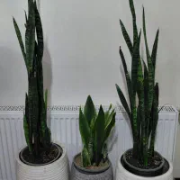 گل های آپارتمانی
