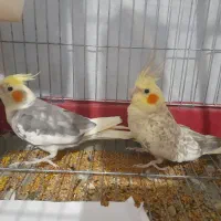 عروس هلندی
