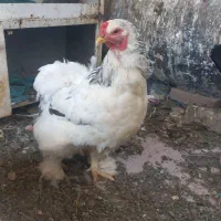 مرغ برهما