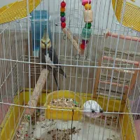 پرنده عروس هلندی