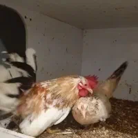 جاپنیز اصل مرغ و خروس مولد