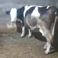 گاو