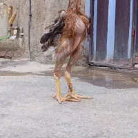 جوجه لاری