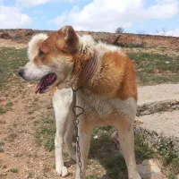 سگ.|سگ|بروجرد, |دیوار