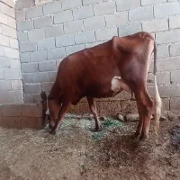 گاو و گوساله سمینتال
