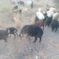 یک عدد میش چاق  جوان