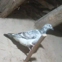 کبوتر فروشی اگر کسی خاست در خدمتم