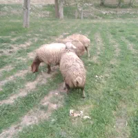 میش افشاری بره گوسفند