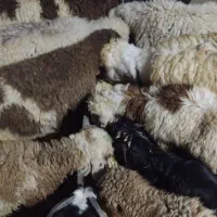 گوسفند نر وماده
