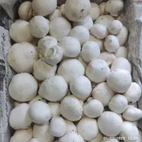 قارچ سوپر