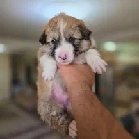 توله سگ ترکیبی بامرین شیتزو