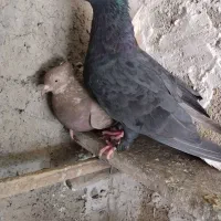 کفتر کبوتر پرنده دمسفید