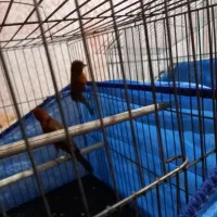 قناری دارچینی