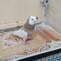 معاوضه کبوتر طوقی