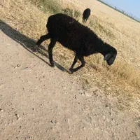 گوسفند گیج