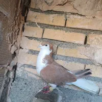 کبوتر|پرنده|مشهد, کلاته برفی|دیوار