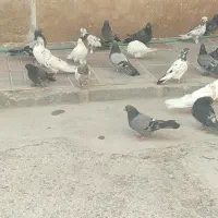 کبوتر پر و کله دمی