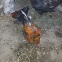 خروس.