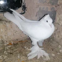 یاهو