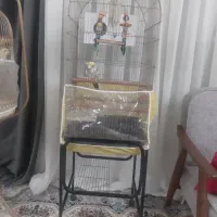 قفس کاسکو همراه یه عروس هلندی ماده