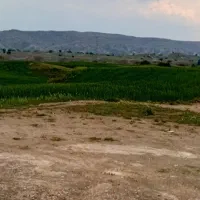 علف کنی مزارع چلتک