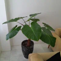 بابا آدم غول پیکر