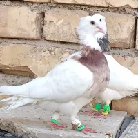 کبوتر طوقی هفت‌رنگ