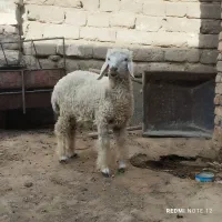 بره نره چاق چله اصل زابلی