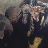 بر ماده درشت