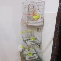 قفس قناری
