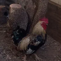 خوروس