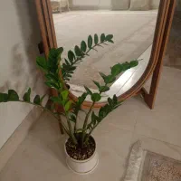 گل طبیعی|گل و گیاه طبیعی|نیشابور, شهرک اندیشه|دیوار