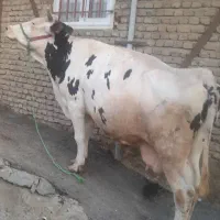 گاو سمینتال ۱ماه تا زایمان ۳۰کیلوشیر