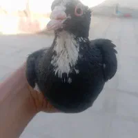 کفتر پلنگ