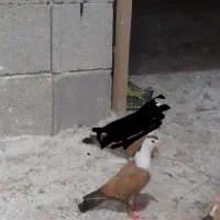کبوتر کربلایی خوشگل