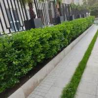 خدمات باغبانی وهرس کاری در سراسر کرج