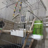 قفس عروس هلندی