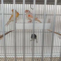 قناری|پرنده|رفسنجان, |دیوار