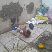 جفت کبوتر دم سفید با جوجه