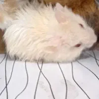 همستر  خانگی