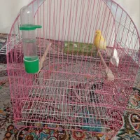 قناری نر کامل بخوان