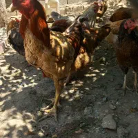 مرغ وخروس محلی