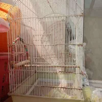 قفس پرنده
