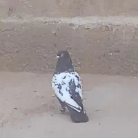 کفتر