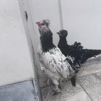 جوجه خروس