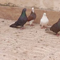 کبوتر